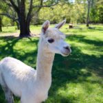 Trevena Glen 1hr Animal Tour - FAQ