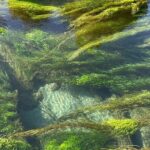 TRIPLE DEAL Wai-O-Tapu, Redwood Forest & Blue Springs Ex Auckland - Who Will Love This Tour?