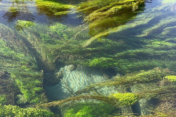 TRIPLE DEAL Wai-O-Tapu, Redwood Forest & Blue Springs Ex Auckland - Who Will Love This Tour?