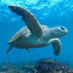 Tweed Heads: Snorkel With the Turtles - What the Reviews Say