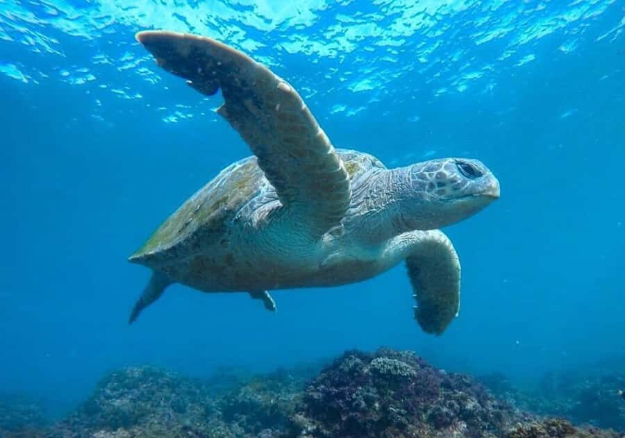 Tweed Heads: Snorkel With the Turtles - What the Reviews Say