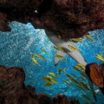 Ultimate Encounter Snorkel with Sharks in Fiji - Practical Tips for Future Travelers