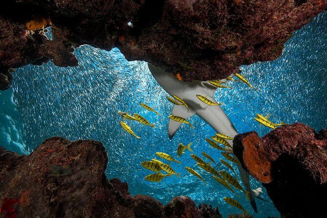 Ultimate Encounter Snorkel with Sharks in Fiji - Practical Tips for Future Travelers