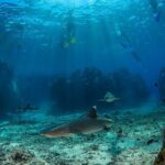 Ultimate Encounters Package - 2 Days | 1 Night - Transportation and Timing: Why It Matters