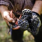 Ultimate Mornington Peninsula Food and Wine Small Group Tour - FAQs