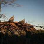 Uluru Overnight Escape from Alice Springs - What’s Included and What’s Not