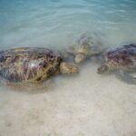 Vanuatu Cultural Village, Waterfalls, Turtles and Blue Lagoon - Authentic Experiences That Matter