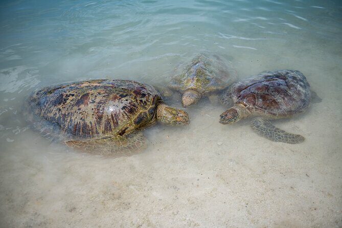 Vanuatu Cultural Village, Waterfalls, Turtles and Blue Lagoon - Authentic Experiences That Matter