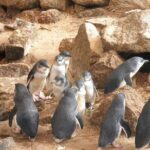 Victor Harbor and Fleurieu Peninsula Tour - Authentic Experiences and Authenticity