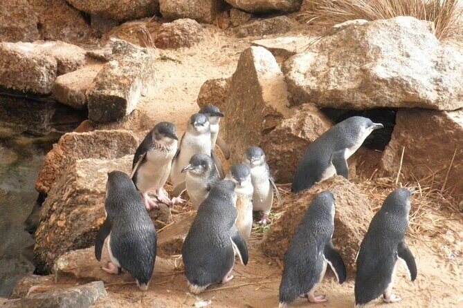 Victor Harbor and Fleurieu Peninsula Tour - Authentic Experiences and Authenticity