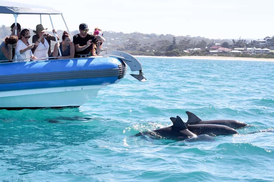 Victor Harbor: Southern Ocean Adventure Cruise with Guide - The Value and Comfort of the Tour