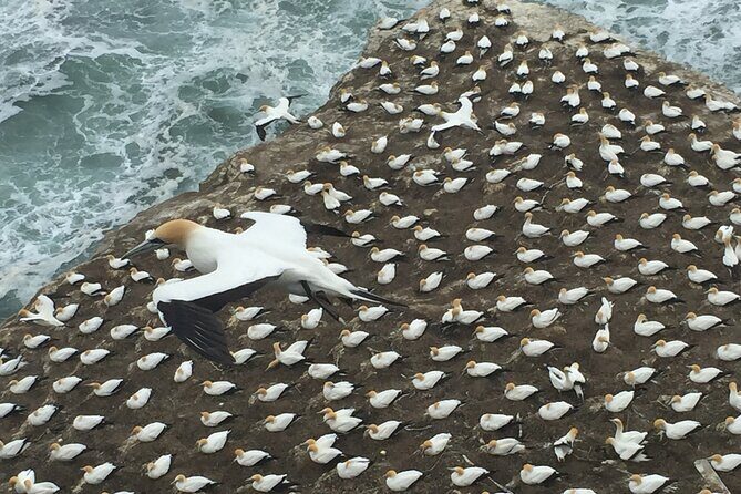 Vineyards Honey and Black Sand Beaches from Auckland - Who Will Love This Tour?
