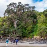 Waiheke Island: Forest and Beach Premium Guided Walk - Authentic Insights from Participants
