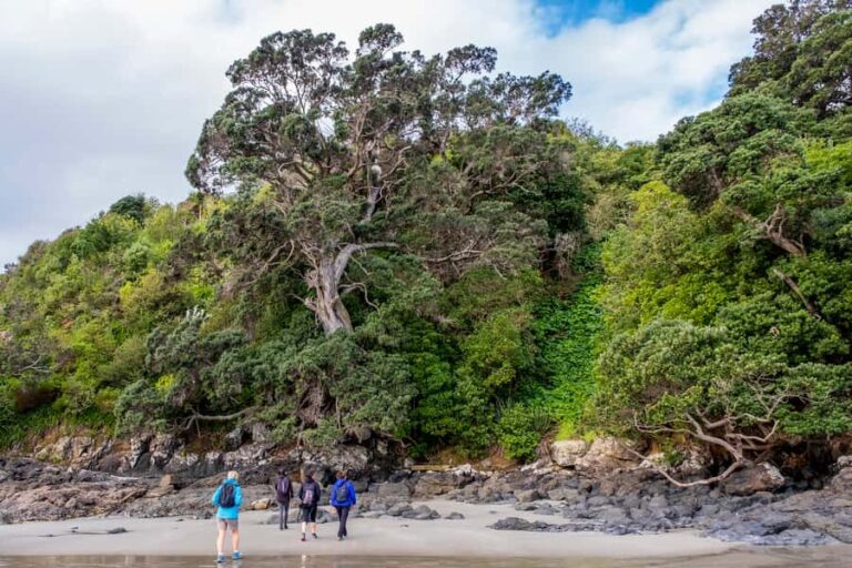 Waiheke Island: Forest and Beach Premium Guided Walk - Authentic Insights from Participants