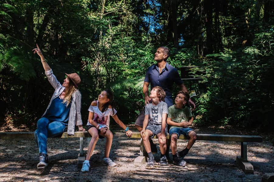 Waikato: Ancient Forest Guided Tour - The Guided Walk: What to Expect