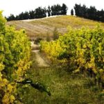 Waipara Valley Winery Tour Wine Tastings and Scenic Views - Practical Tips for a Great Experience
