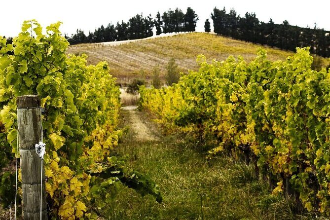 Waipara Valley Winery Tour Wine Tastings and Scenic Views - Practical Tips for a Great Experience