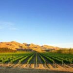 Waipara Wine Tour from Christchurch - including Lunch & Tastings - Final Thoughts on the Waipara Wine Tour