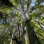 Waipoua Forest: Tane Mahuta & Kauri Museum from Auckland - Analyzing the Cost and Value