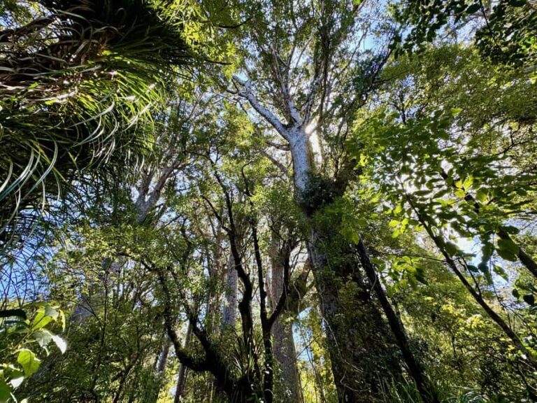 Waipoua Forest: Tane Mahuta & Kauri Museum from Auckland - Analyzing the Cost and Value