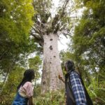 Waipoua KAURI Forest, Tane Mahuta & Museum Tour Ex Auckland - Analyzing the Value: Is It Worth It?
