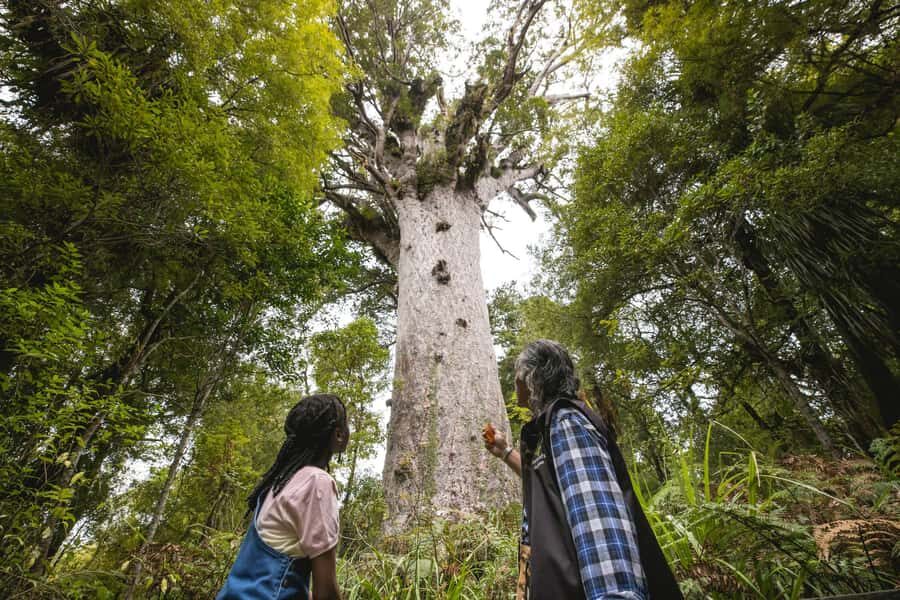 Waipoua KAURI Forest, Tane Mahuta & Museum Tour Ex Auckland - Analyzing the Value: Is It Worth It?