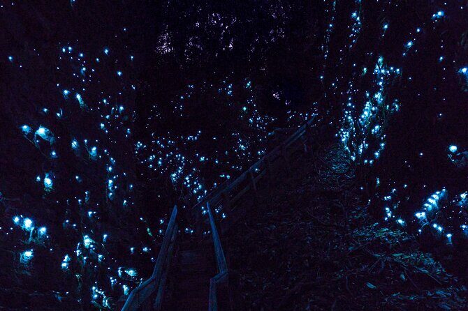 Waitomo GlowWorm cave & Sanctuary Mountain Ancient Walk Tour - Final Thoughts: Who Should Consider This Tour?