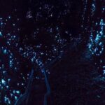 Waitomo Glowworm Caves In a Private Small Group Tour-Auckland. - What Makes This Tour Special?