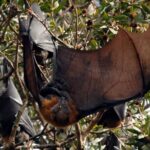 Walking with Sydney Flying Foxes (Fruit Bats) - In-Depth Look at the Itinerary
