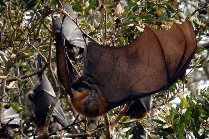 Walking with Sydney Flying Foxes (Fruit Bats) - In-Depth Look at the Itinerary
