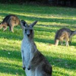 Walking with Wild Kangaroos Private Half-Day Trip from Sydney - Key Points