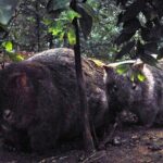Walking with Wild Wombats Private Day Trip from Sydney - The Itinerary in Detail: What to Expect