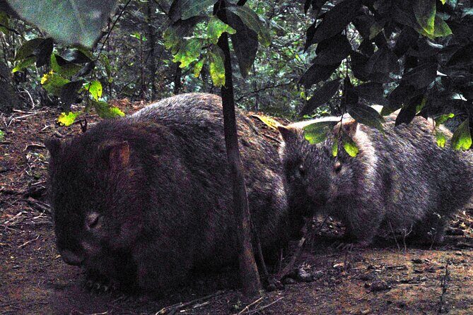 Walking with Wild Wombats Private Day Trip from Sydney - The Itinerary in Detail: What to Expect