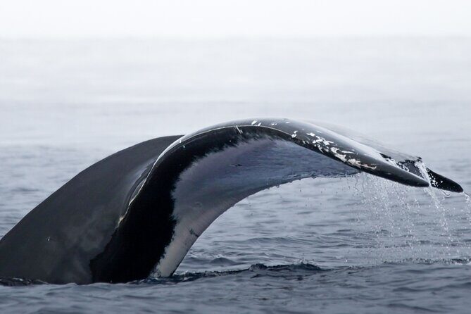 Watch and Swim with Humpback Whales in Moorea - Who Should Book This Tour?