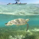 Water Taxi Signal Island Turtle Tour for cruisers - Authenticity and Overall Value