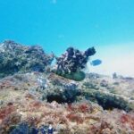 Wave Break Island Snorkel Tour on the Gold Coast - Detailed Breakdown of the Itinerary