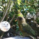 Wellington Zoo General Entry Tickets - Who Will Love Wellington Zoo?