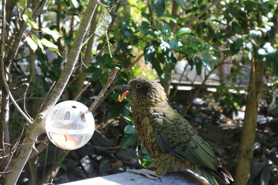 Wellington Zoo General Entry Tickets - Who Will Love Wellington Zoo?