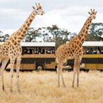 Werribee Open Range Zoo General Admission Ticket - The Price and Its Value