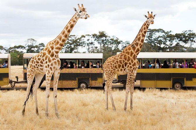 Werribee Open Range Zoo General Admission Ticket - The Price and Its Value