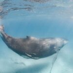 Western Australia: Swim with Humpback Whales - The Day’s Itinerary: What You Can Expect