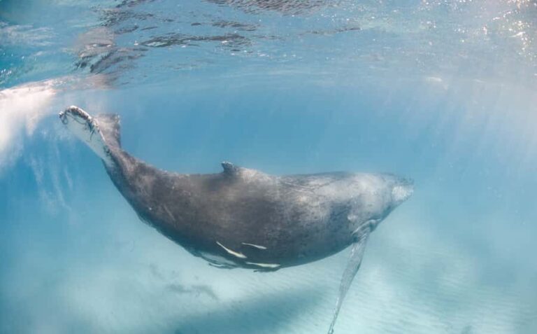 Western Australia: Swim with Humpback Whales - The Day’s Itinerary: What You Can Expect