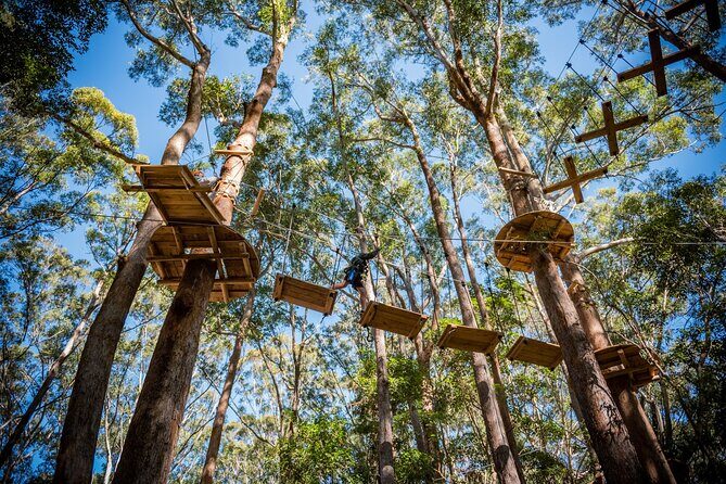 Western Sydney Tree Ropes Course - Who Will Love This Tour?