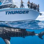 Whale Shark Safari - Who Will Love This Experience?
