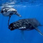 WHALE TOUR - Watching and Swimming with Whales - Who Will Love This Experience?