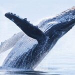 Whale watching 6 people half day - Who Will Love This Tour
