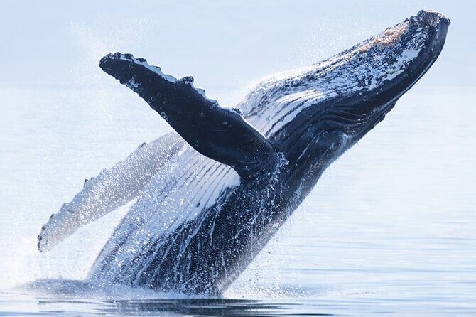 Whale watching 6 people half day - Who Will Love This Tour
