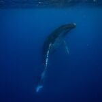 Whale watching and snorkelling in Moorea - Final Thoughts