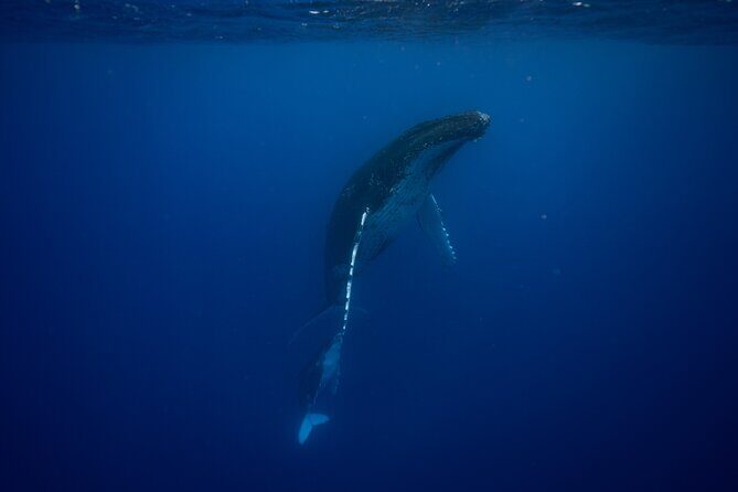 Whale watching and snorkelling in Moorea - Final Thoughts