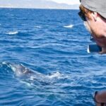 Whale Watching and Wildlife Cruise Townsville and Magnetic Island - Itinerary Breakdown: What to Expect